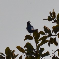 Lamprotornis chalcurus