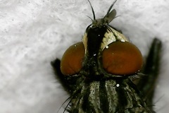 Sarcophagidae