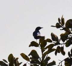 Lamprotornis chalcurus