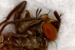 Sarcophagidae