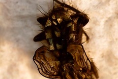 Sarcophagidae