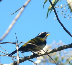 Arremon semitorquatus