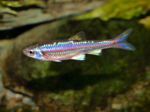 Rainbow Shiner
