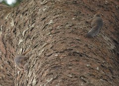 Heliosciurus rufobrachium