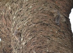 Heliosciurus rufobrachium