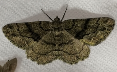 Peribatodes ilicaria