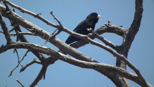 Dusky Indigobird (Vidua funerea), photo 8