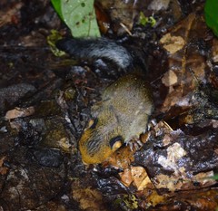 Funisciurus leucogenys