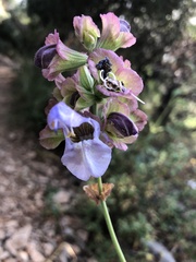 Salvia officinalis