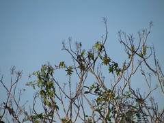 Serpophaga subcristata