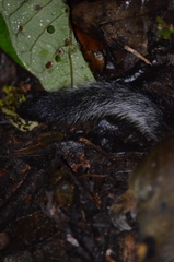 Funisciurus leucogenys