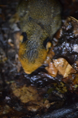 Funisciurus leucogenys