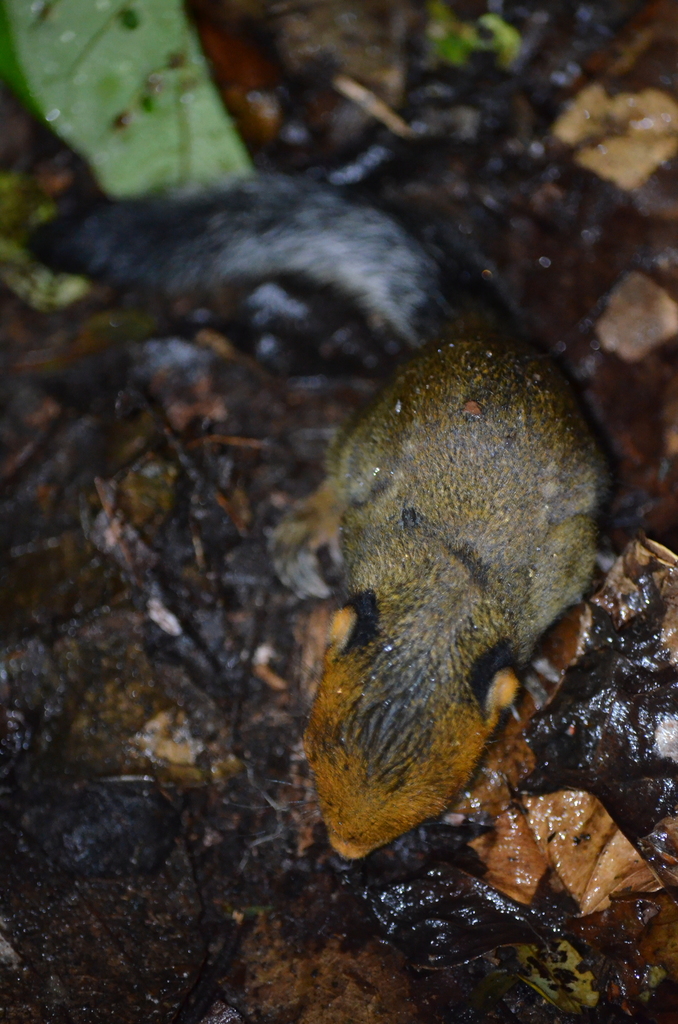 Red-cheeked Rope Squirrel