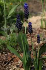 Muscari latifolium