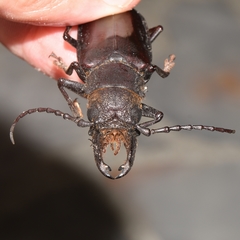 Nothopleurus lobigenis