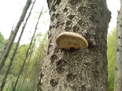 Pleurotus calyptratus