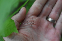 Bittacomorphinae