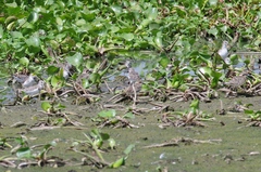 Charadrius pecuarius