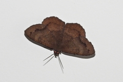 Hemeroblemma malitiosa