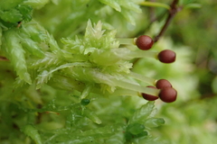 Sphagnum cristatum