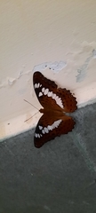 Moduza procris undifragus