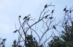 Amazona viridigenalis