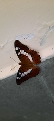 Moduza procris undifragus
