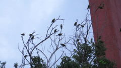 Amazona viridigenalis