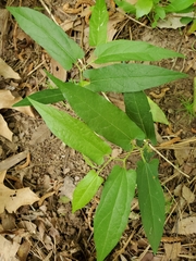 Endodeca serpentaria