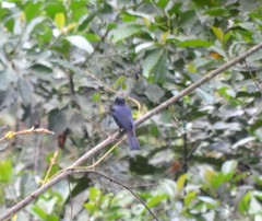 Dicrurus occidentalis