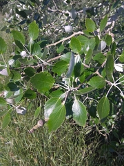 Populus alba