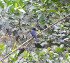 Dicrurus occidentalis