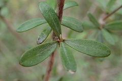 Olearia virgata