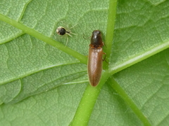 Theridion varians