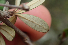 Olearia virgata
