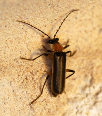 Podabrus quadratus