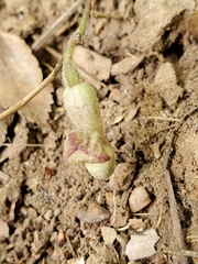 Endodeca serpentaria