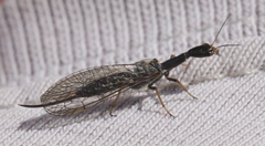Xanthostigma xanthostigma
