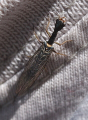 Xanthostigma xanthostigma