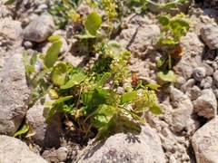 Hydrocotyle prolifera
