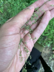 Festuca paradoxa