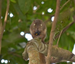 Heliosciurus gambianus