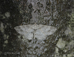 Paradarisa consonaria