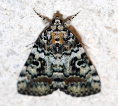 Catocala connubialis