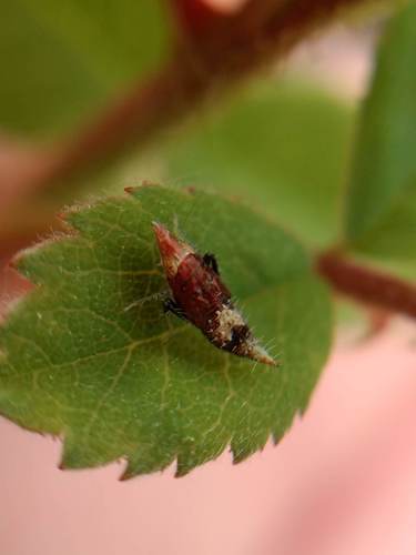 iNaturalist observation photo of Scaphytopius