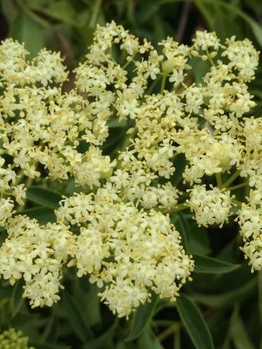 iNaturalist observation photo of blue elder