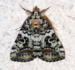 Catocala connubialis