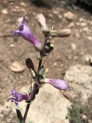 Penstemon pachyphyllus