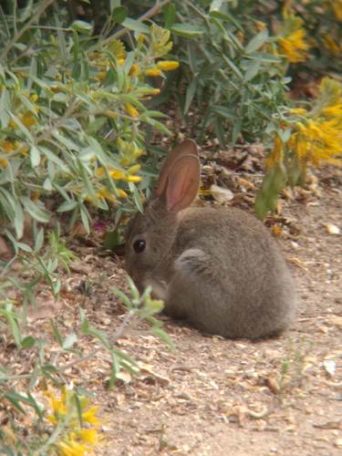 iNaturalist observation photo of Brush Rabbit