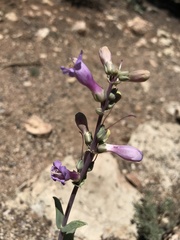 Penstemon pachyphyllus